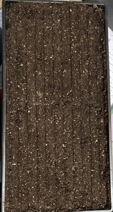 Seeding March 4 Journal Entry Zone 7b Tennessee