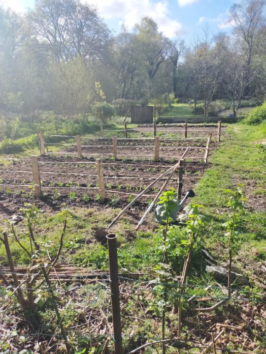  planting in stages
