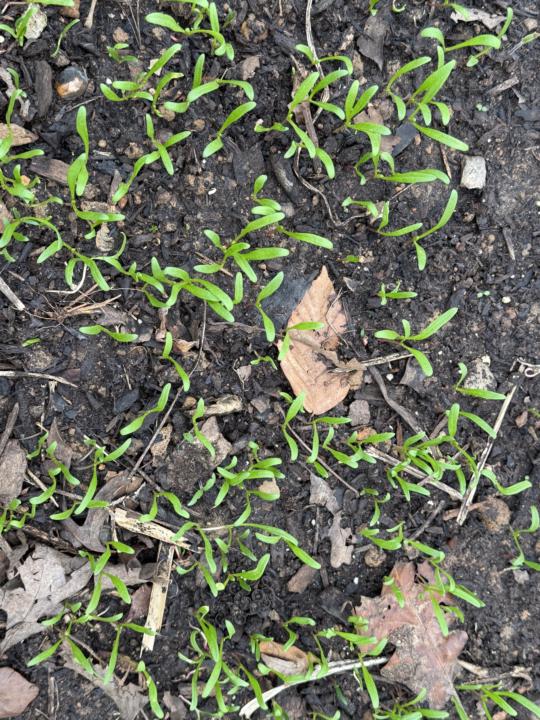 March 3 Journal Entry Zone 7b Tennessee