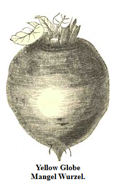 A Forgotten Gardening Treasure from 1863