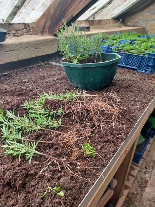 Semi hardwood cuttings