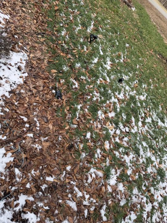 My cover crop on this cold morning 