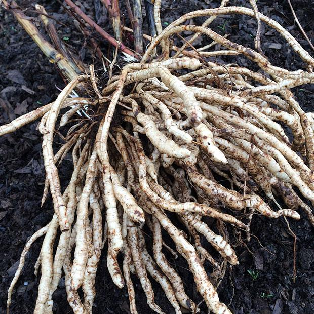 Old-fashioned perennial food plants