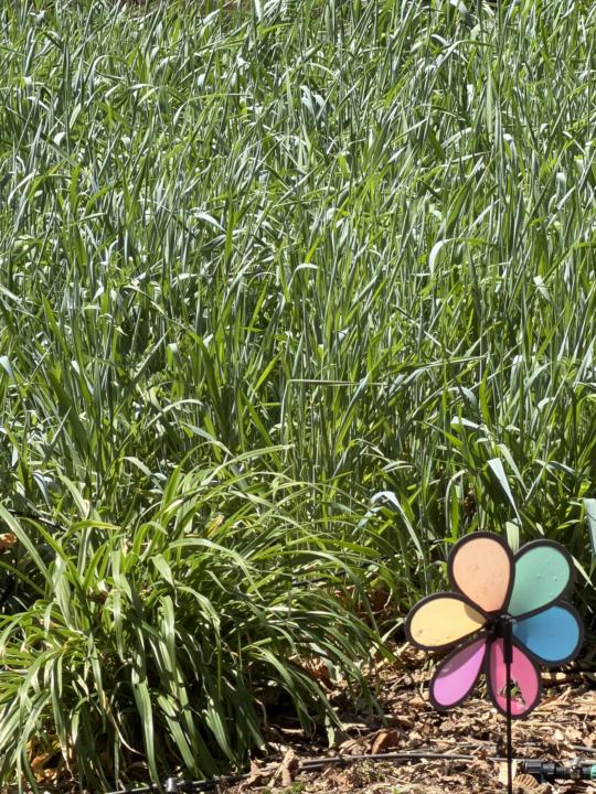 Whats blooming in your area?