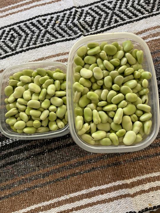Fava