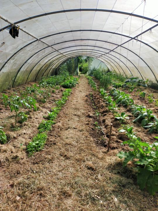 Polytunnel climate 