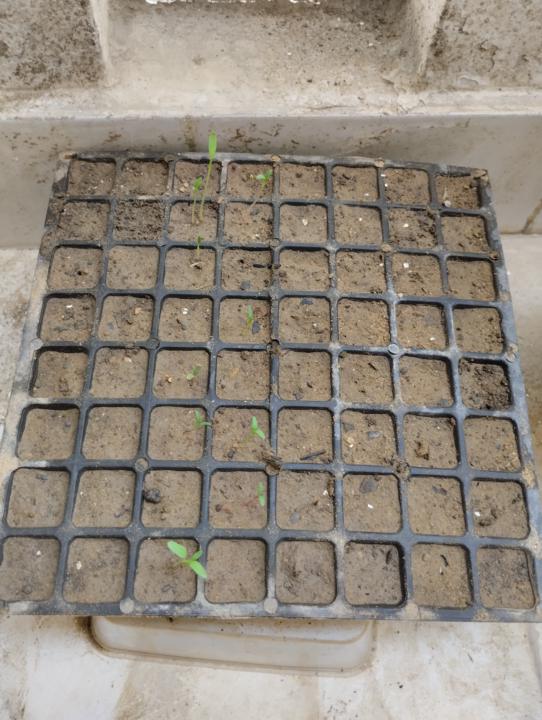You can still germinate Spinach Seeds on Seedling Trays if...