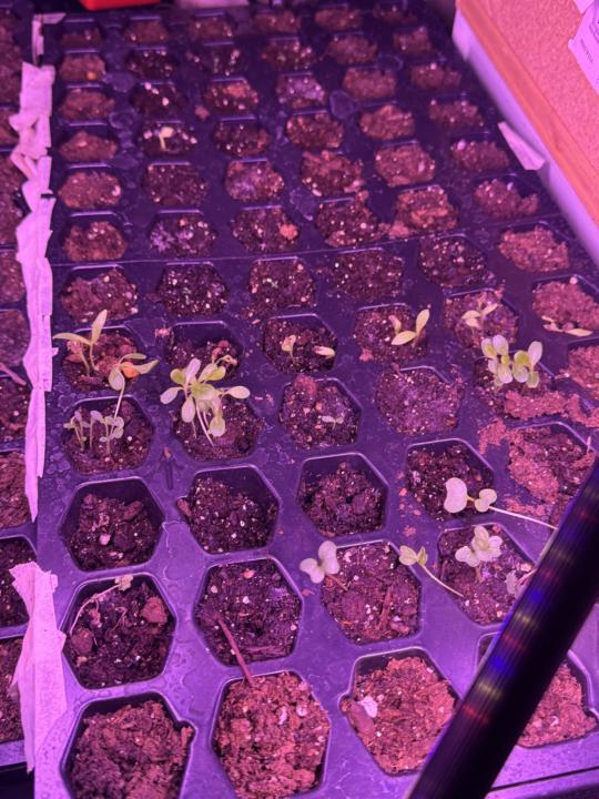 Progress And A Question 