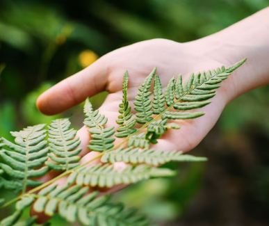 Go Hug a Fern