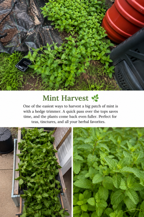 Mint