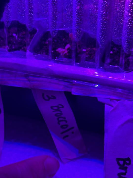 We Already Have Sprouts! 