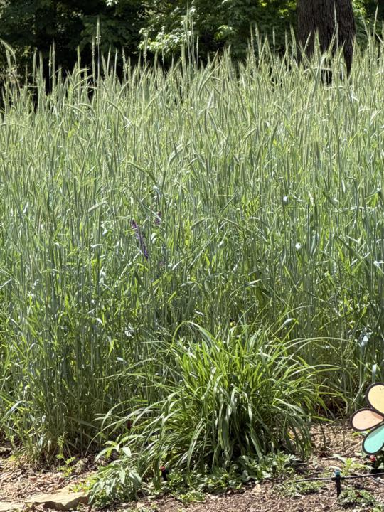 Time to cut cover crop for compost