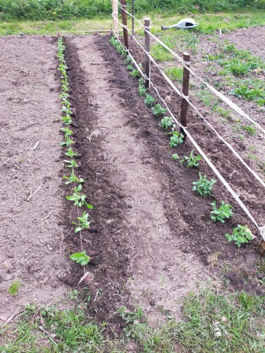 Plugs Vs direct sowing 