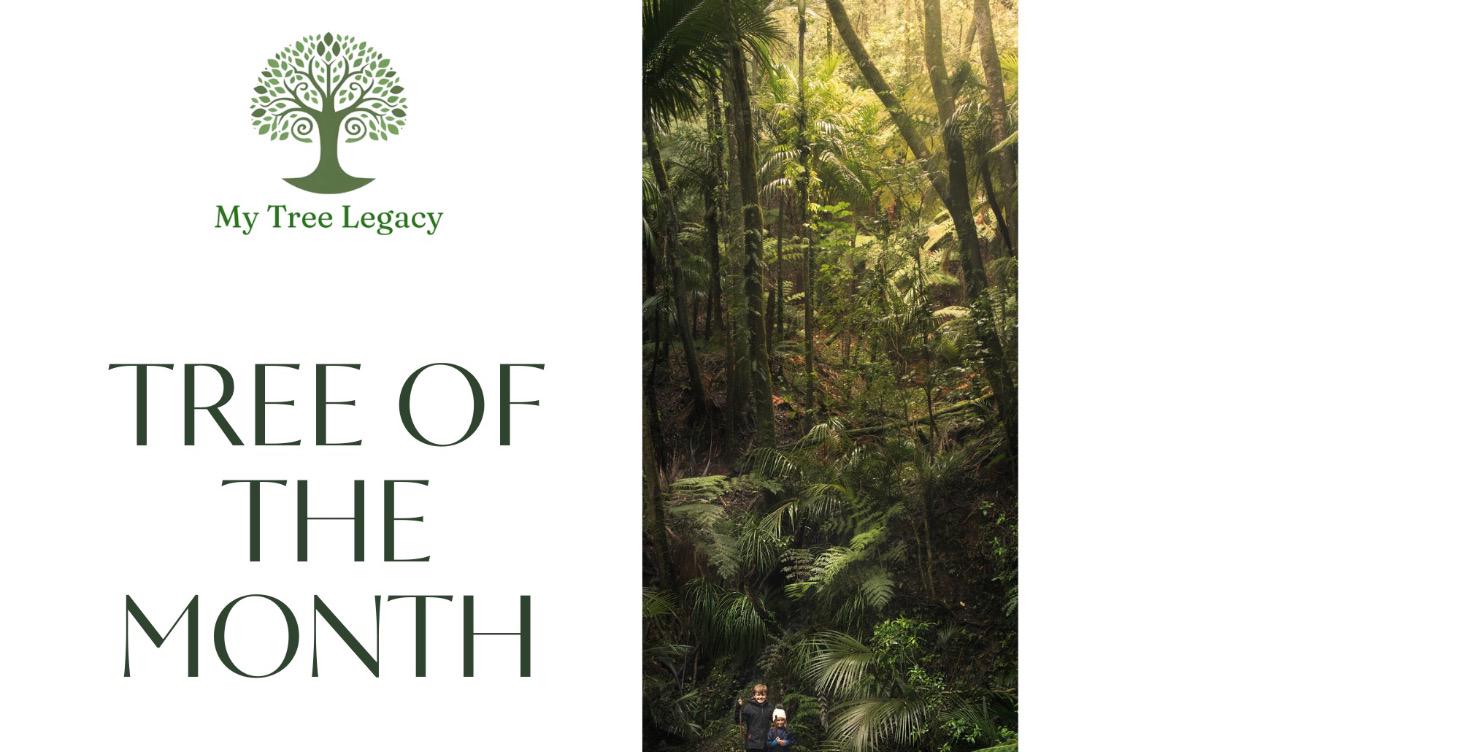 Tree Of The Month