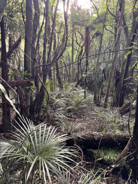 🌳 How Do Trees Save the Earth?