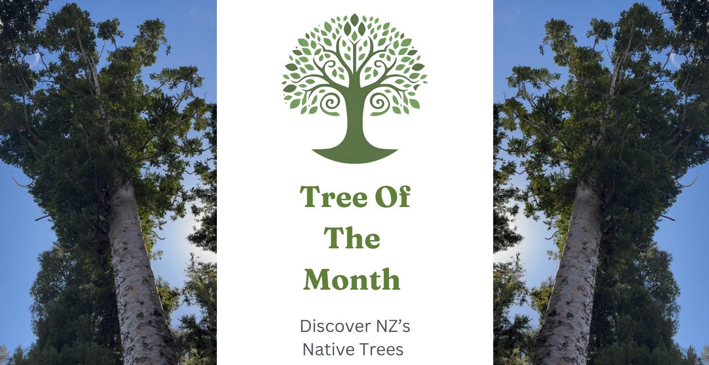 Tree Of The Month