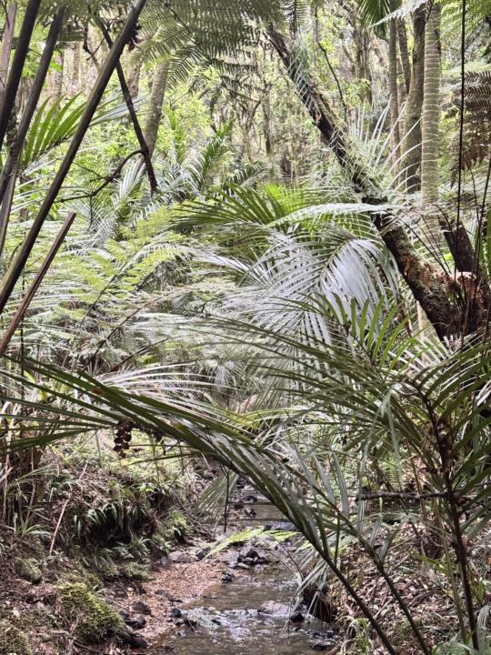 🌿 My Tree Legacy Community Vision for 2026