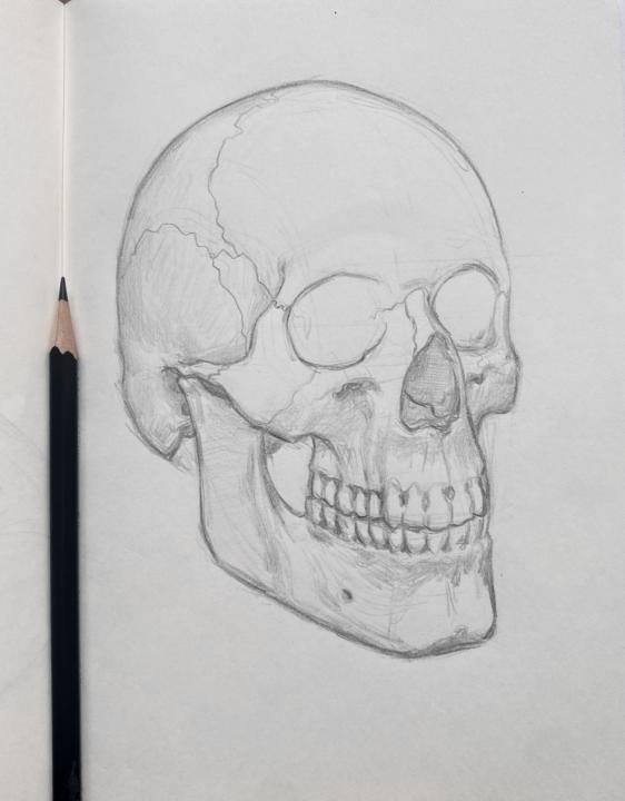 Skull Base Drawing Today, 9-13-25