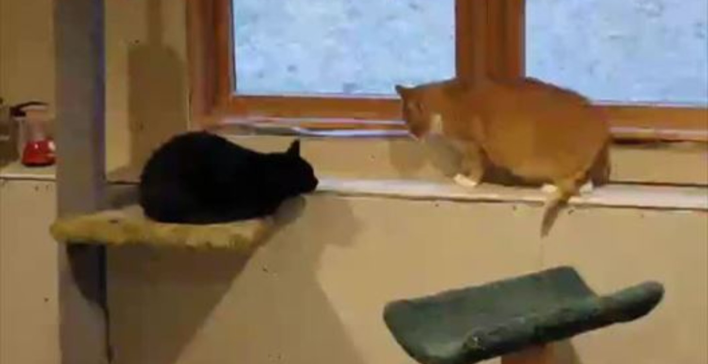 Snarling and spitting