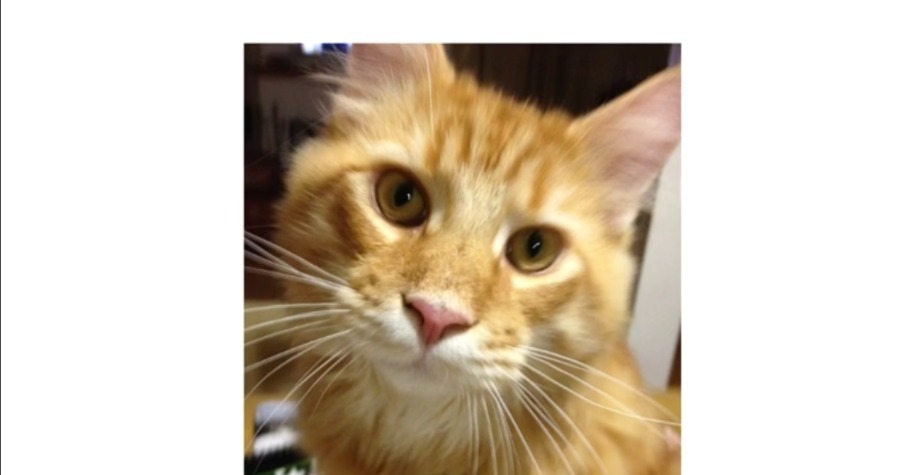Cat's mouth