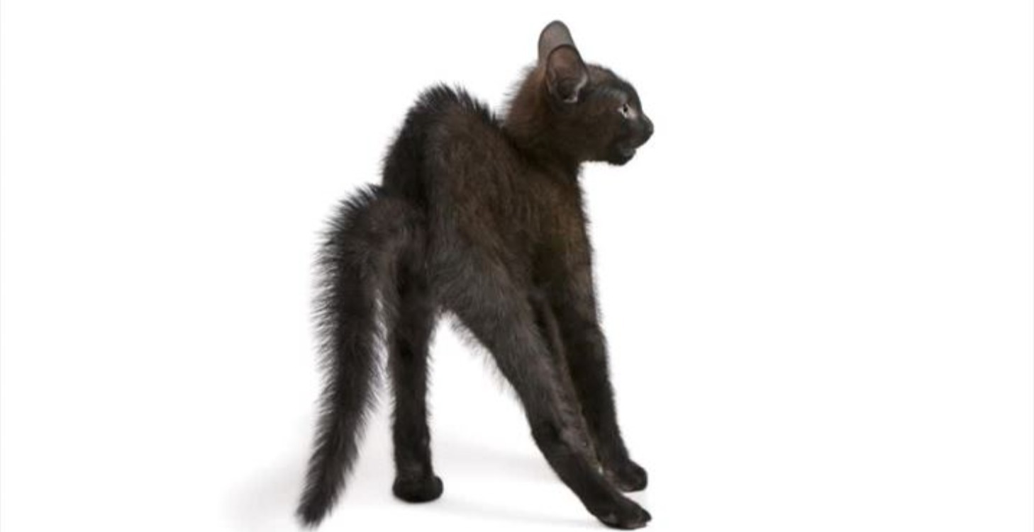Scared cat