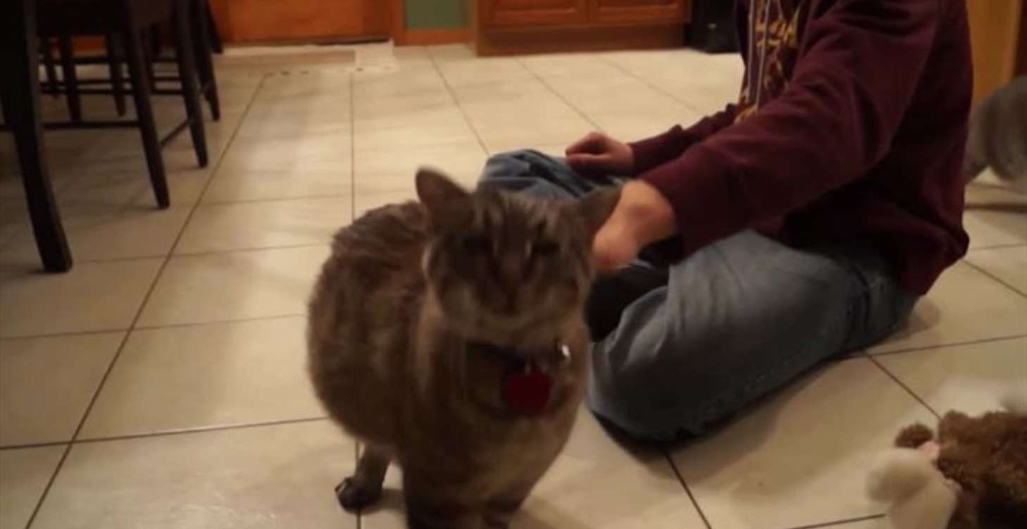 Forms of feline communication 2