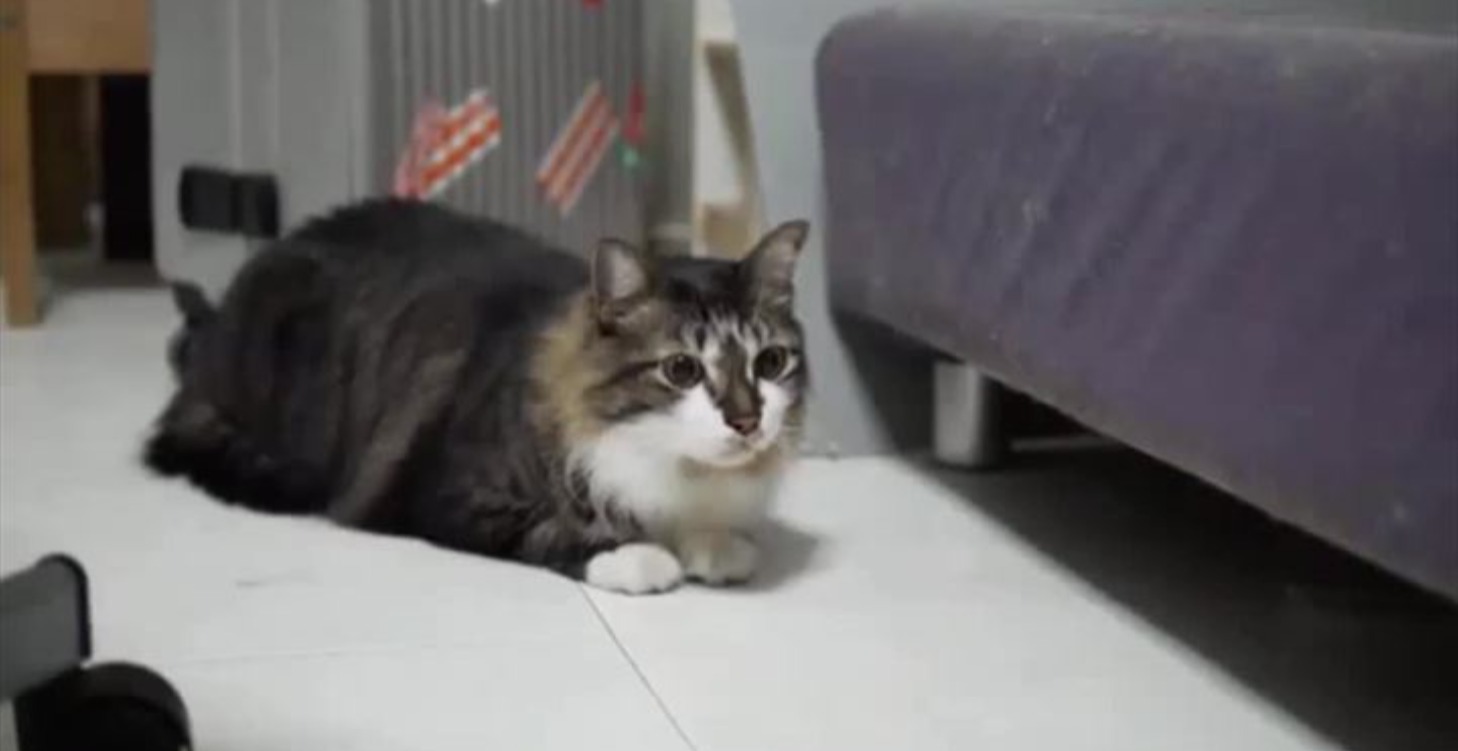 Howling and meowing
