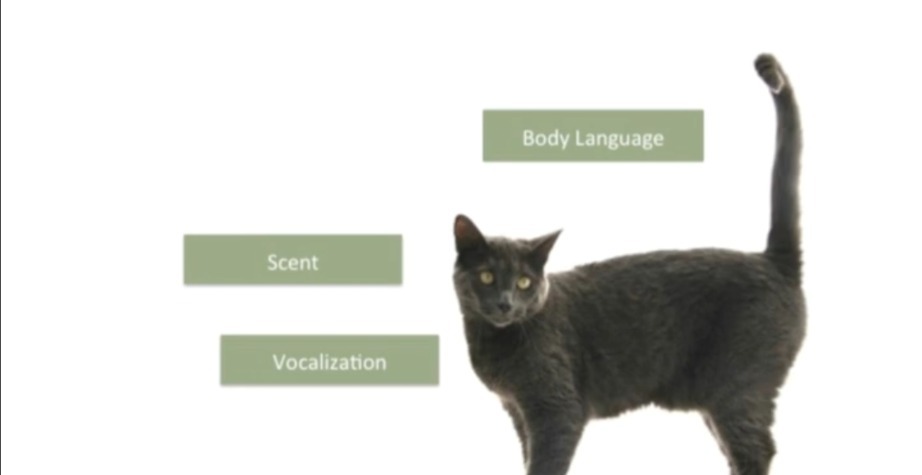 Forms of feline communication