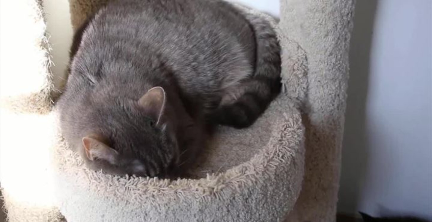 Wag of a cats tail