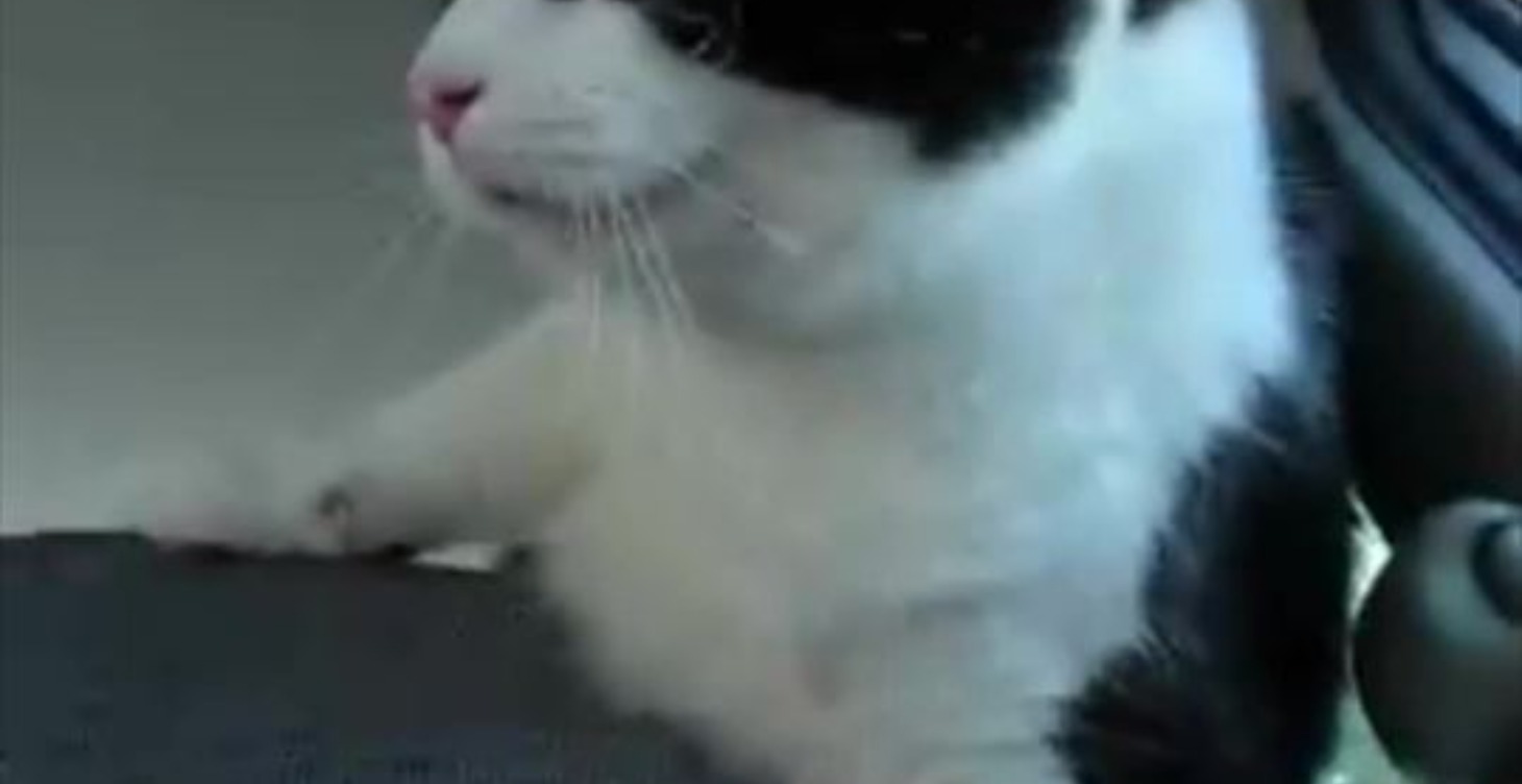 Panting and purring