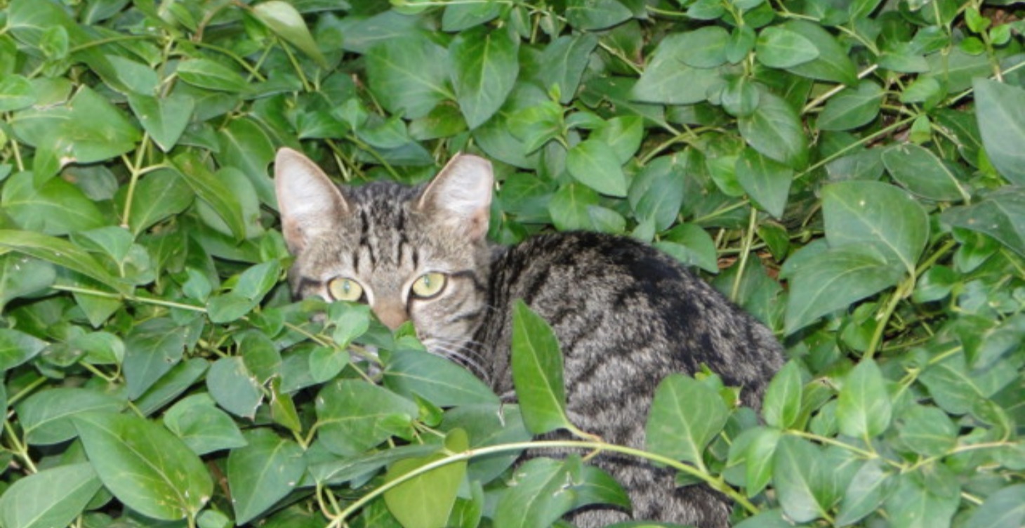 Feral cat information