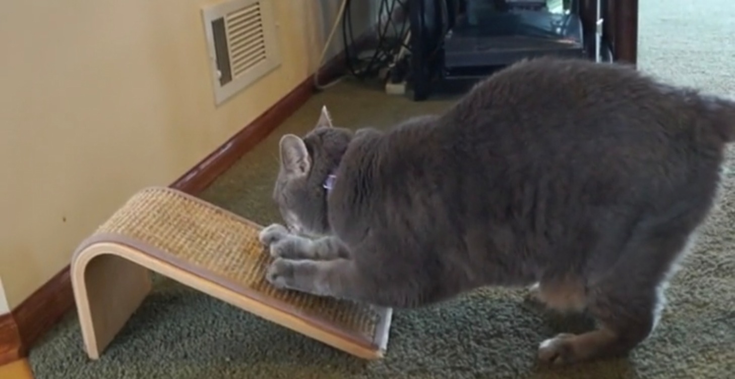 Cat scratching