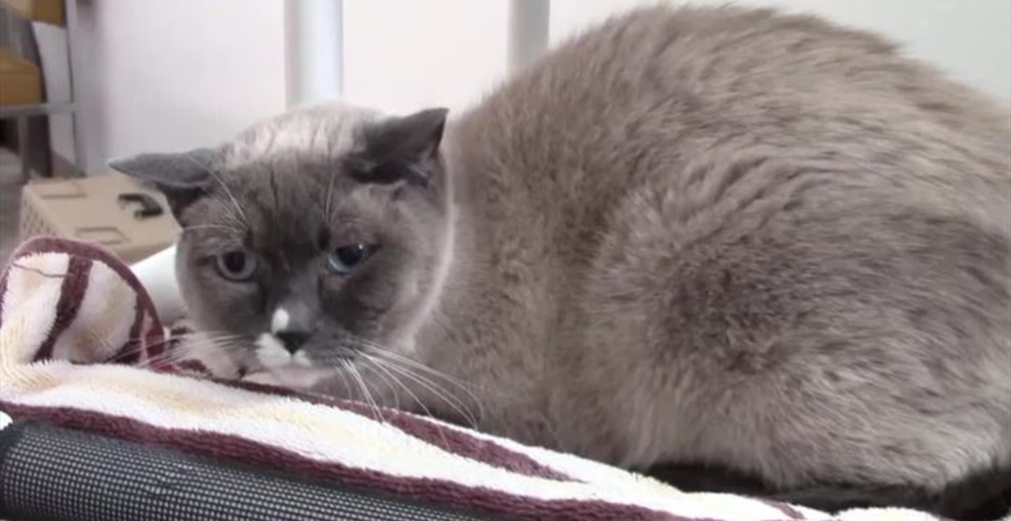 Cat behavior