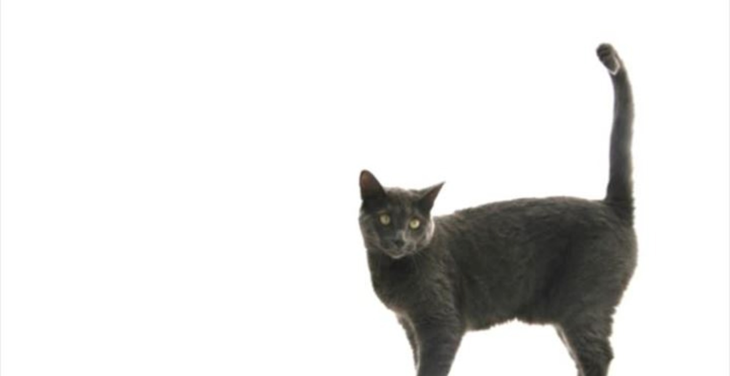 Types of a cat's body language