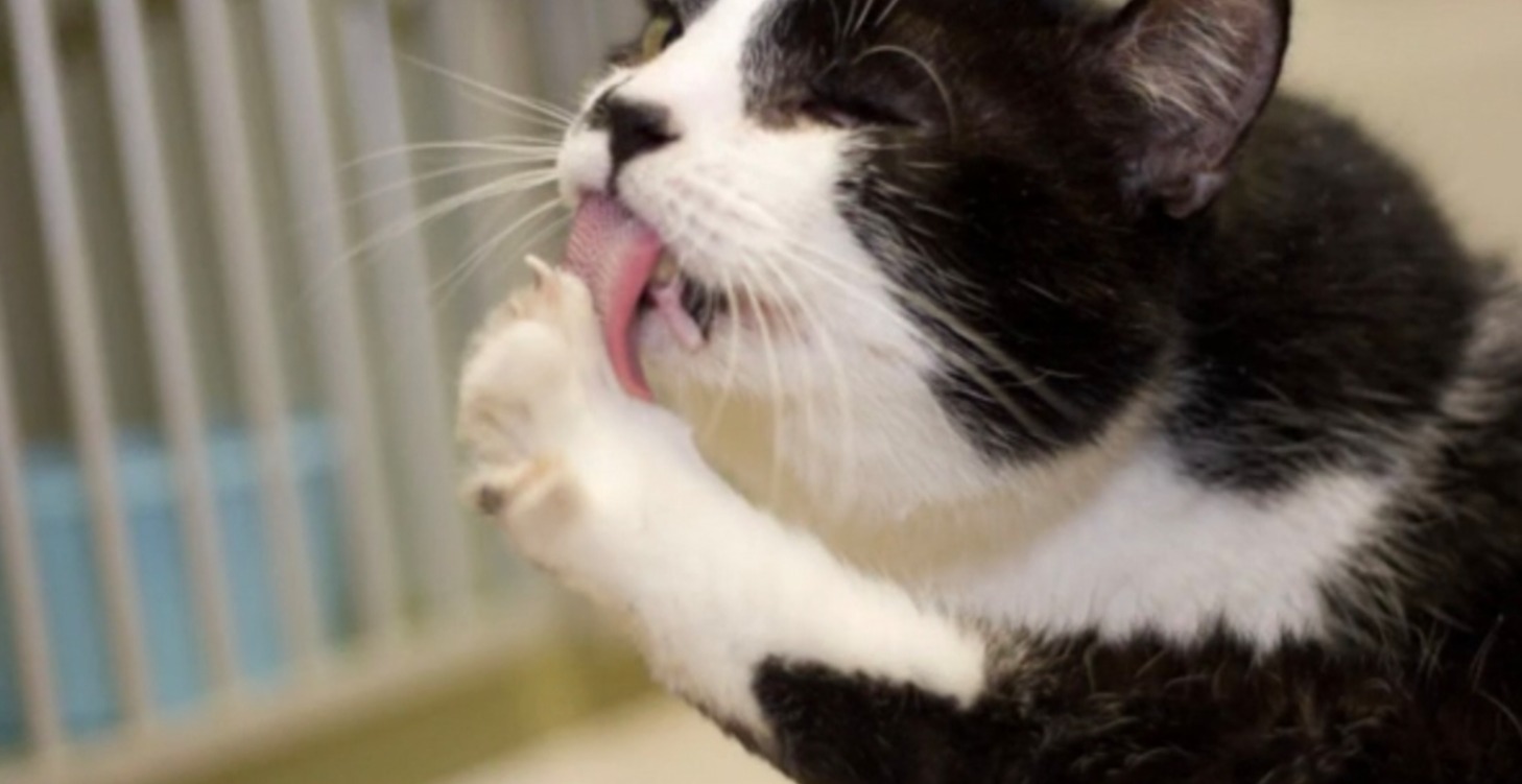 Cat's tongue