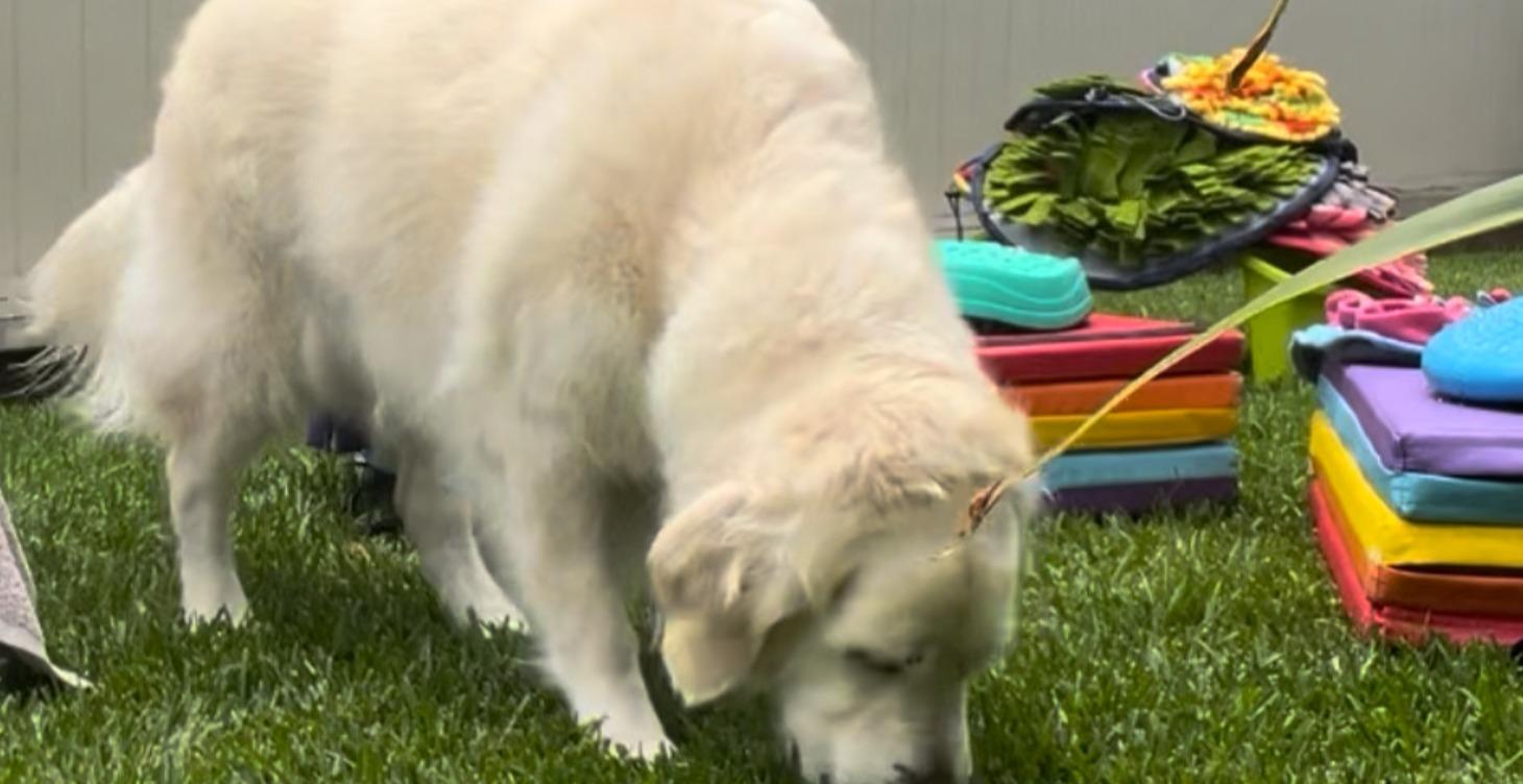 The Dog-Centred Trainer Certification