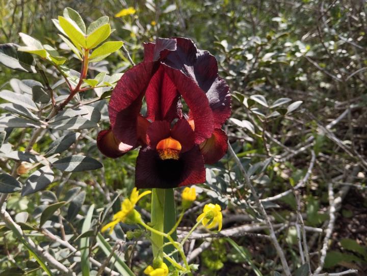 ליהי פייגין