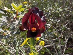 ליהי פייגין