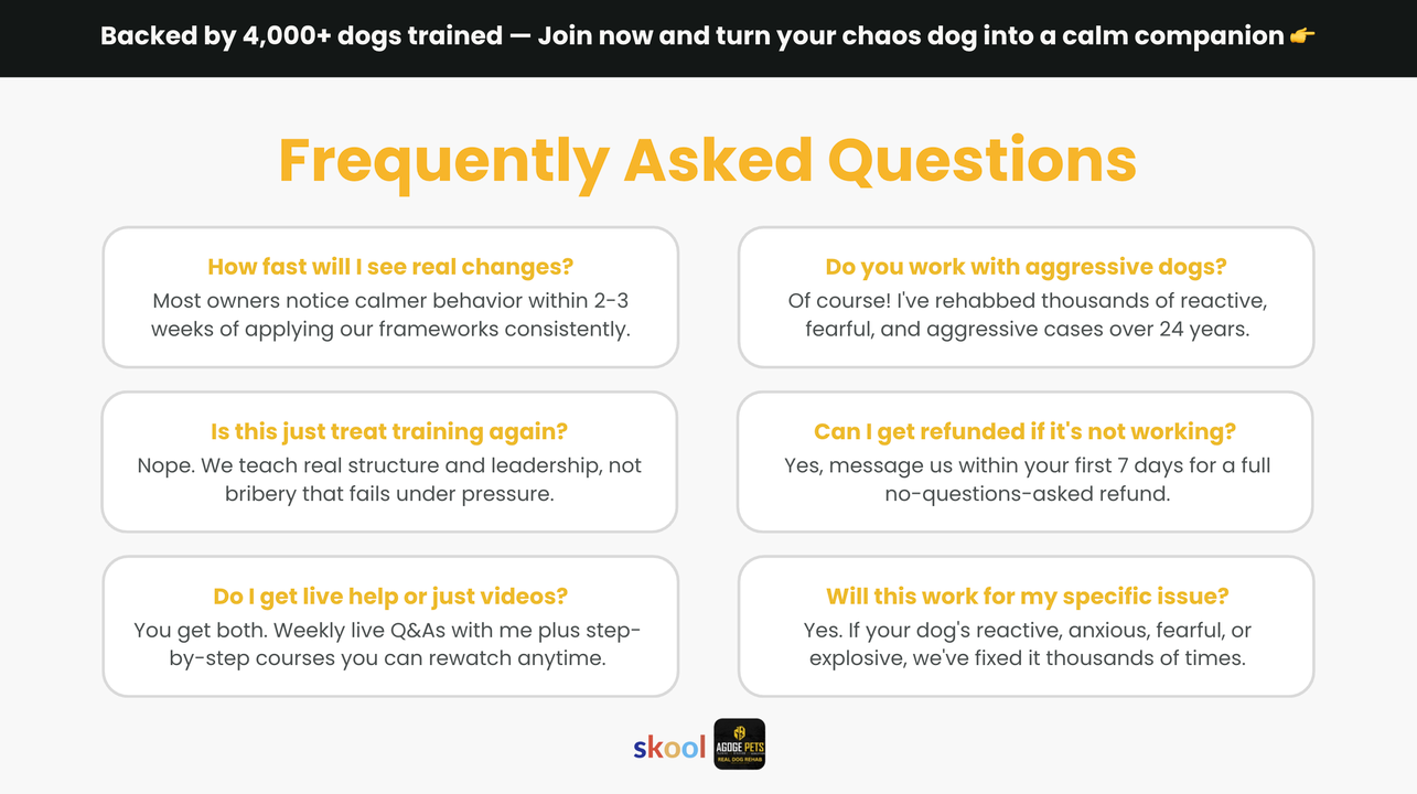 Real Dog Rehab: Chaos to Calm