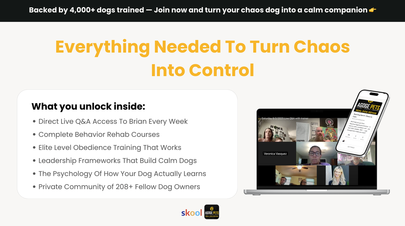 Real Dog Rehab: Chaos to Calm
