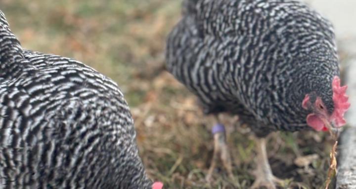 Padme’s Chickens