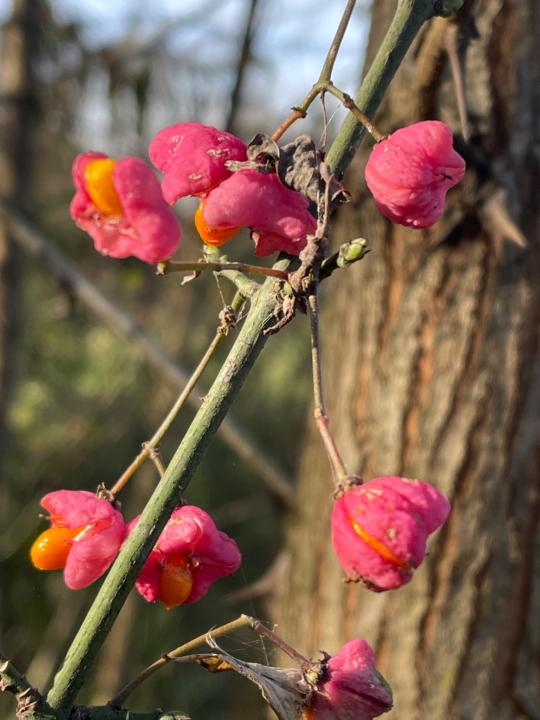 Abheeti Kathryn Pass