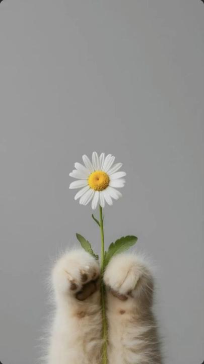 رباب القرضاني