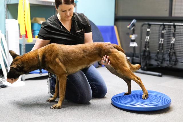 Canine Conditioning with Katie