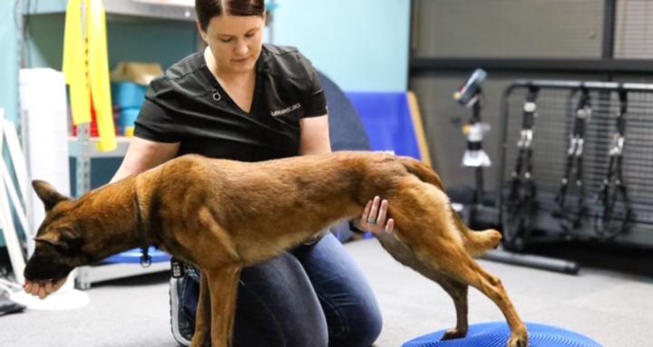 Canine Conditioning with Katie