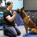 Canine Conditioning with Katie icon