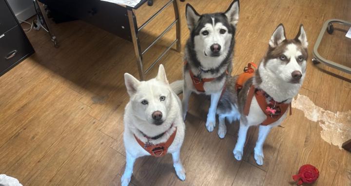 Real Life Living With Huskies