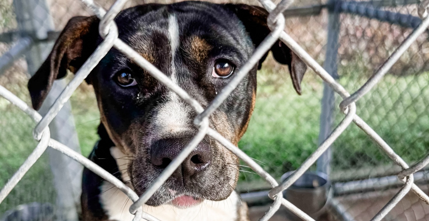 Laws and Pet Ownership