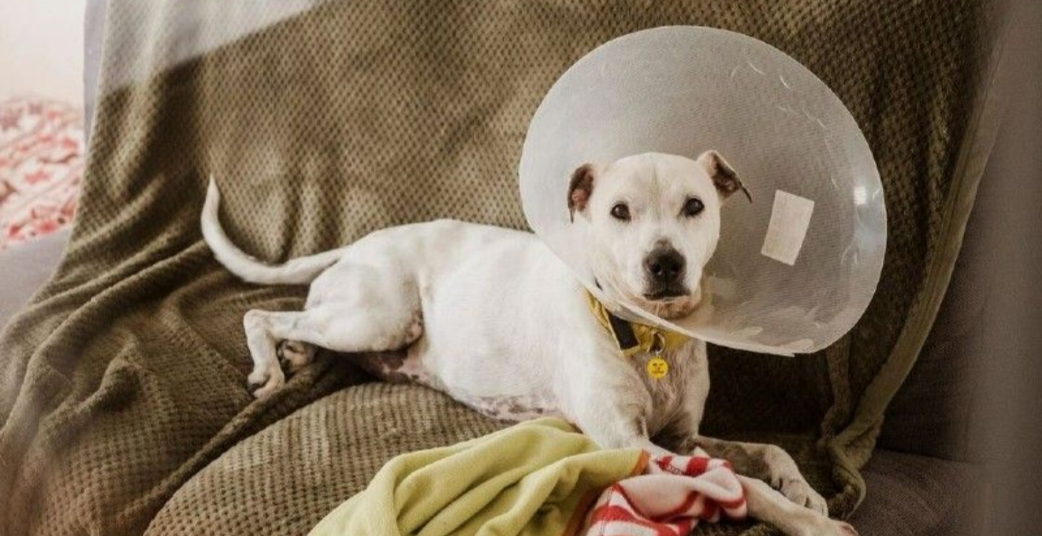 Spay and Neuter