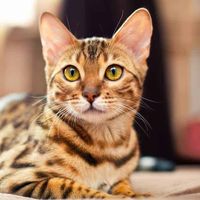 Nadia Michaella Ouimet